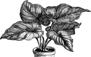 philodendron Mamei ancien illustration. vecteur