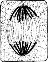 plante cellule division 6 ancien illustration. vecteur