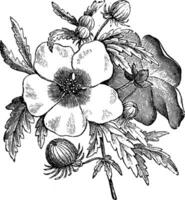 floraison branche de hibiscus trionum ancien illustration. vecteur
