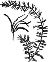 acacia verticillée ancien illustration. vecteur