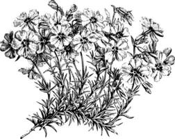 floraison branche de phlox subulata ancien illustration. vecteur