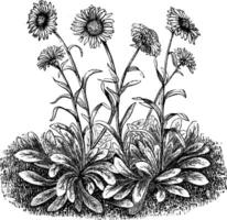 aster alpinus ancien illustration. vecteur