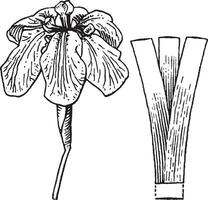 illustration vintage de l'iris. vecteur