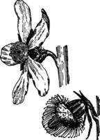 agrimonie eupatoria ancien illustration. vecteur