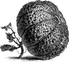 cantaloup melon ancien illustration. vecteur