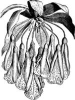 bomarée, oliganthe, fleur, sépale, pétale, entonnoir ancien illustration. vecteur