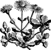 floraison branche de mésembryanthème deltoïdes ancien illustration. vecteur