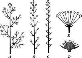 inflorescence ancien illustration. vecteur