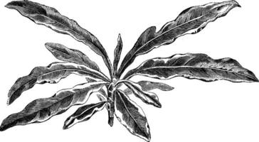 tirer de gardénia radicans variegata ancien illustration. vecteur