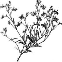 floraison branche de lobélie erinus ancien illustration. vecteur