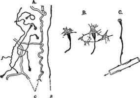 protonéphridie, ancien illustration. vecteur