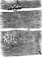 musclé fibre cellules de une serpent, ancien illustration. vecteur