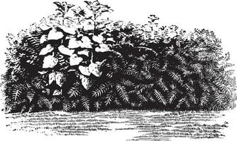 ailanthus et tournesols ancien illustration. vecteur