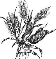 illustration vintage de maïs. vecteur