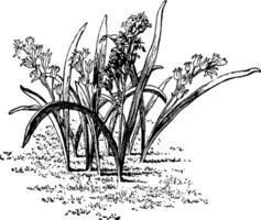 scille, feuilles, bifolia, rose, bleu ancien illustration. vecteur