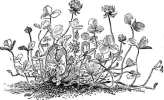 trifolium repens ancien illustration. vecteur