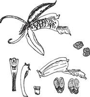 coelogyne speciosa ancien illustration. vecteur