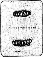 plante cellule division sept ancien illustration. vecteur