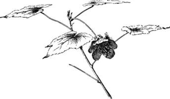 hybride forme de abutilon ancien illustration. vecteur