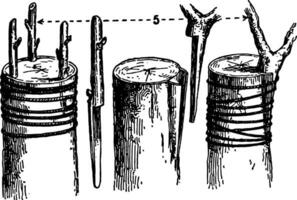 couronne greffage, ancien illustration. vecteur