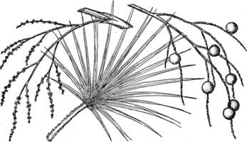 branche de serenoa arborescens ancien illustration. vecteur