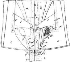 vêtements corset est le équivalent de une vêtement ancien gravure. vecteur