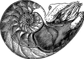nautile pompilius montrant le intérieur de le inférieur cellule à lequel le animal est fixé ancien illustration. vecteur