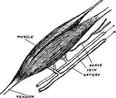 biceps muscle ancien illustration. vecteur