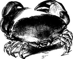 comestible Crabe ancien illustration. vecteur