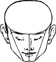 Masculin visage montré ancien gravure. vecteur