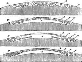 Oeuf germination ancien illustration. vecteur