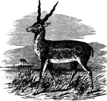 sasin antilope ancien illustration. vecteur