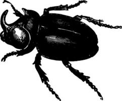 Masculin oryctes nasicornis ancien illustration. vecteur