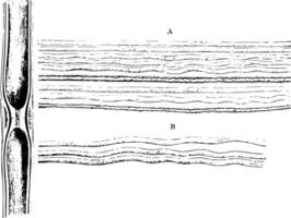 gélatineux nerf les fibres ancien illustration. vecteur