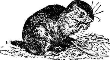 sol écureuil ancien illustration. vecteur