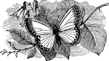 lycaena corydon ancien illustration. vecteur