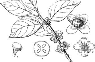 garcinia ancien illustration. vecteur