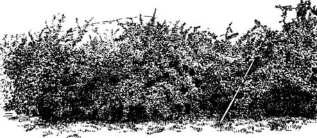 Pomme verger dans capuche rivière vallée, ancien illustration. vecteur