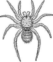 liphistius desultor, illustration vintage. vecteur