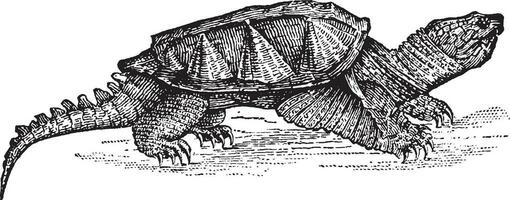 alligator tortue, ancien illustration. vecteur