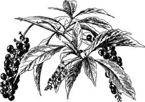 poussée cannabis ancien illustration. vecteur