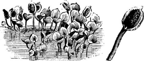 habitude et détaché inflorescence de calla palustris ancien illustration. vecteur