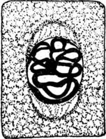 plante cellule division 2 ancien illustration. vecteur