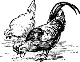 poulets alimentaire, ancien illustration. vecteur