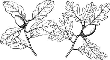 branche de bleu chêne ancien illustration. vecteur