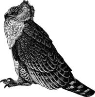 martial aigle, ancien illustration. vecteur