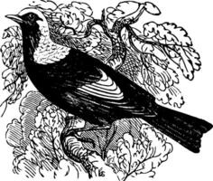 régent oiseau, ancien illustration. vecteur