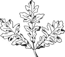 vaporisateur de amer chêne étaient souvent utilisé sur frises et corniches, ancien gravure. vecteur