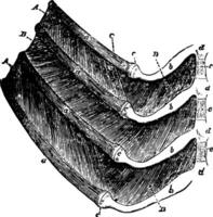 travers de porc de une chien, ancien illustration vecteur