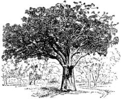 adansonia digitata ancien illustration. vecteur